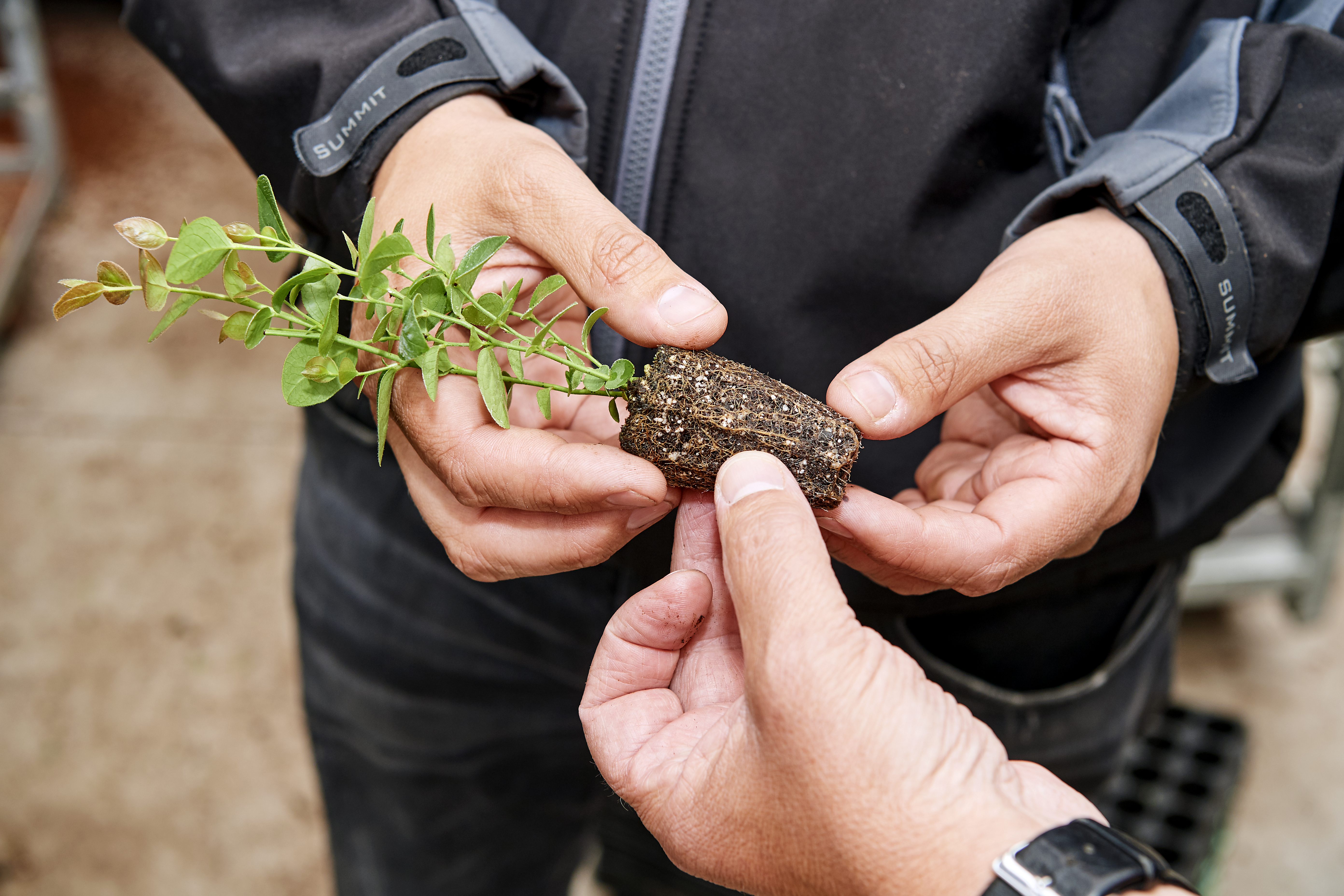 Perlite 100 l Premium PERLIGRAN® Einsatzbild
