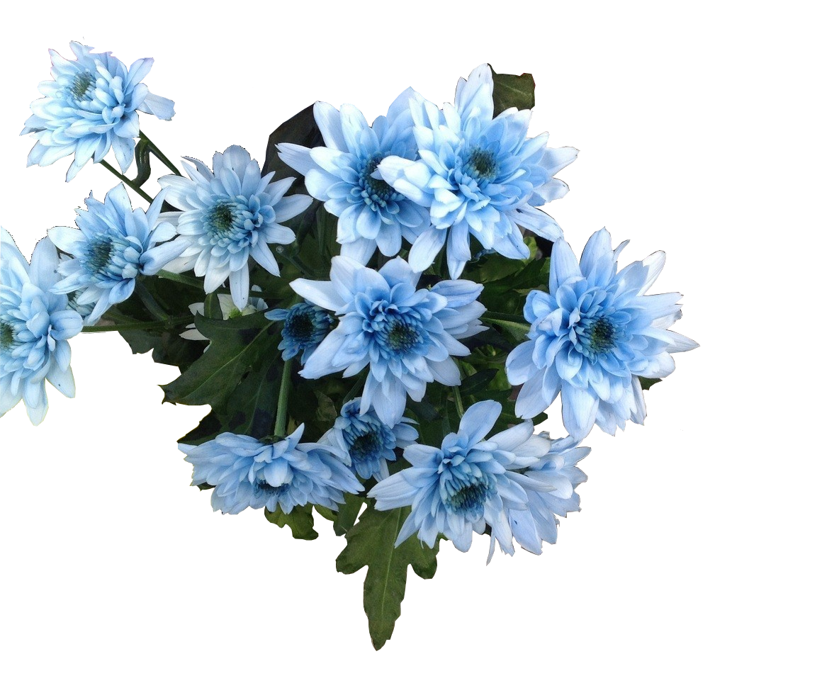 Blumenfarbe_blau