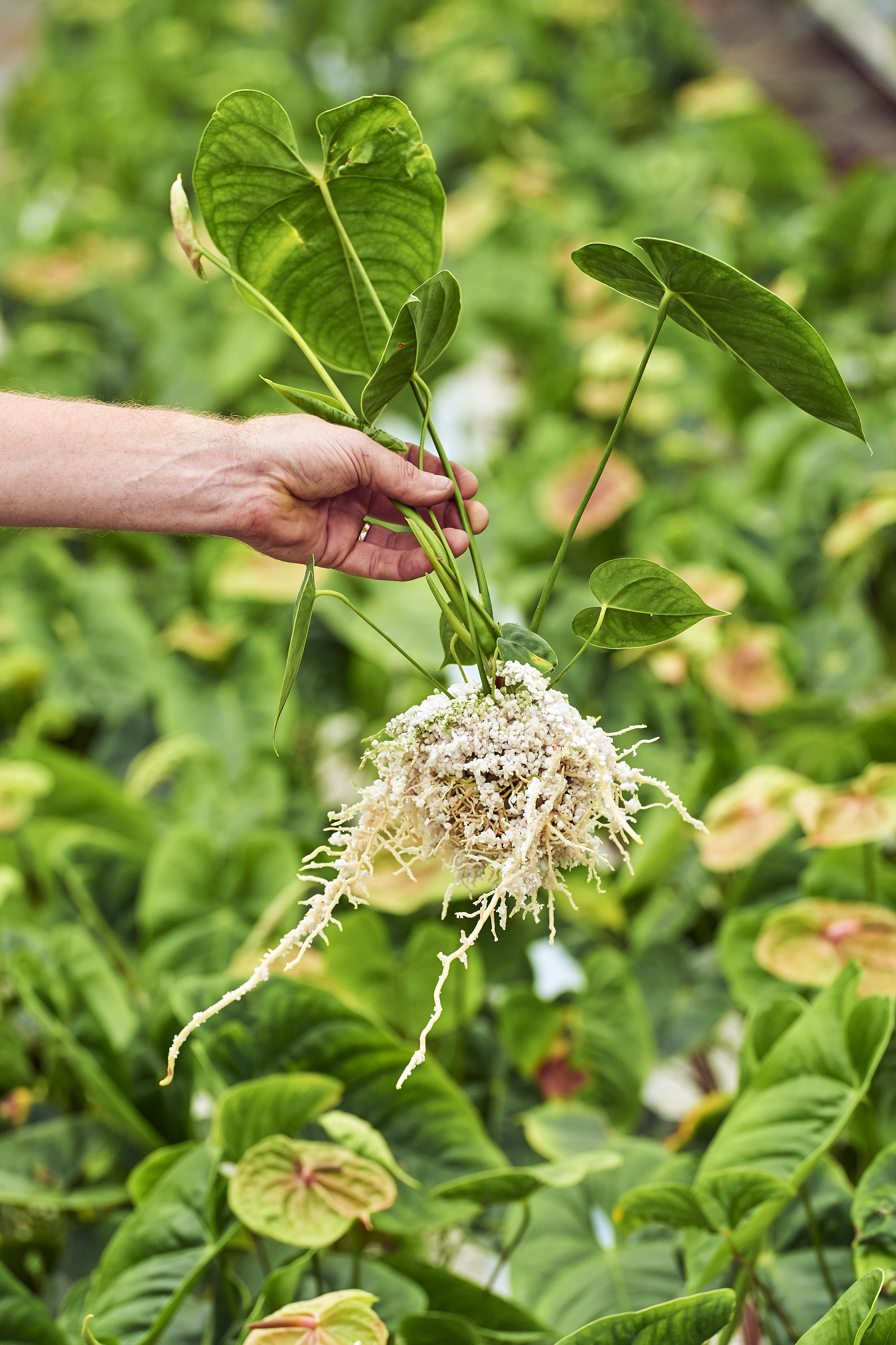 Perlite 100 l Premium PERLIGRAN® Einsatzbild