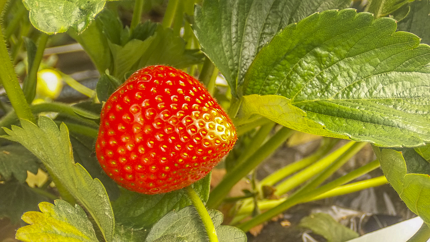 UV M 42 window plus_einsatzbild_erdebeere