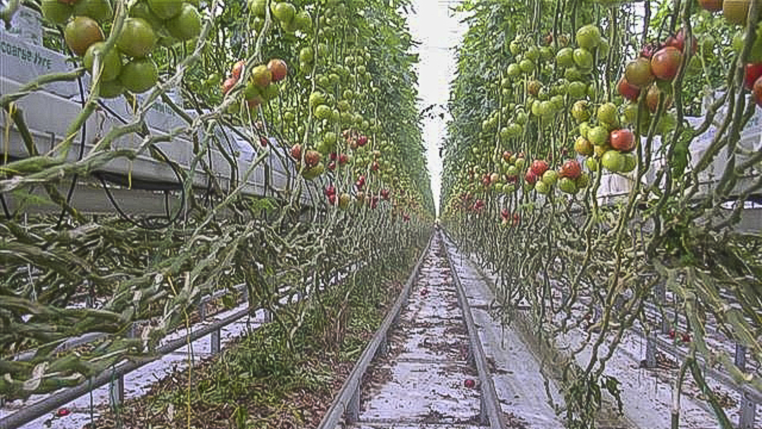 Baendchengewebe 100g schwarz Einsatzbild