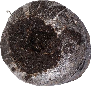 Jiffy Torfquelltöpfe aufgequollen